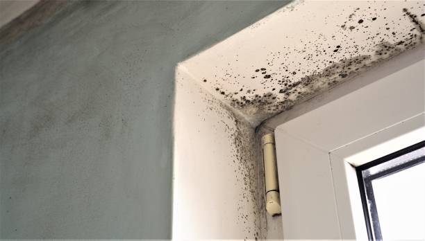 Best Black Mold Removal  in Huachuca City, AZ