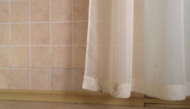  Huachuca City, AZ Mold Removal Pros