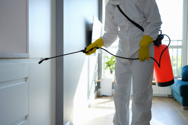 Best Basement Mold Removal  in Huachuca City, AZ