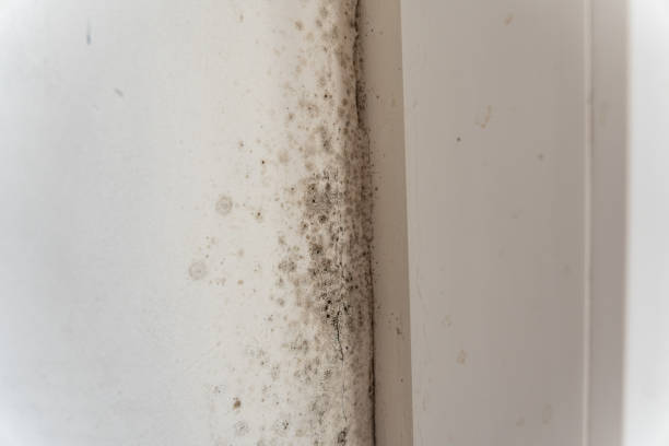 Best Commercial Mold Inspection  in Huachuca City, AZ